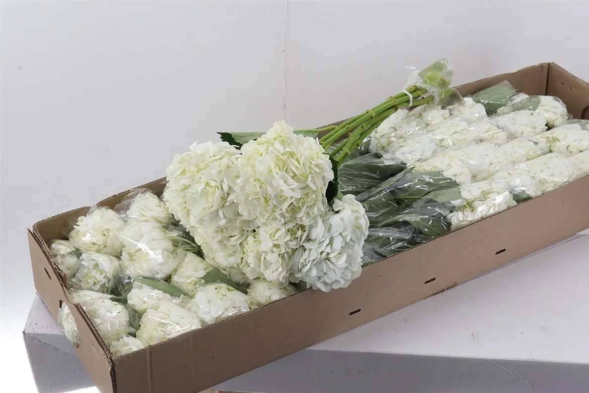 Hortenzia White Box • 60 cm