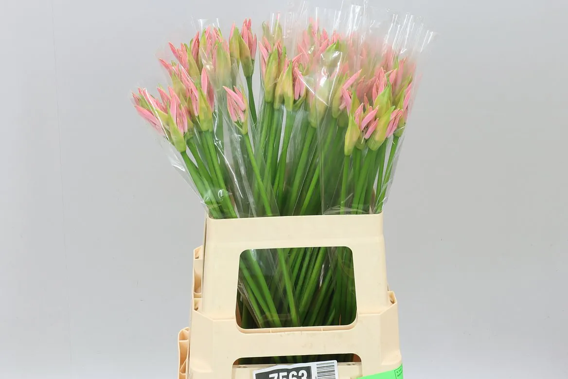 Nerine Bo Vesta K • 60 cm