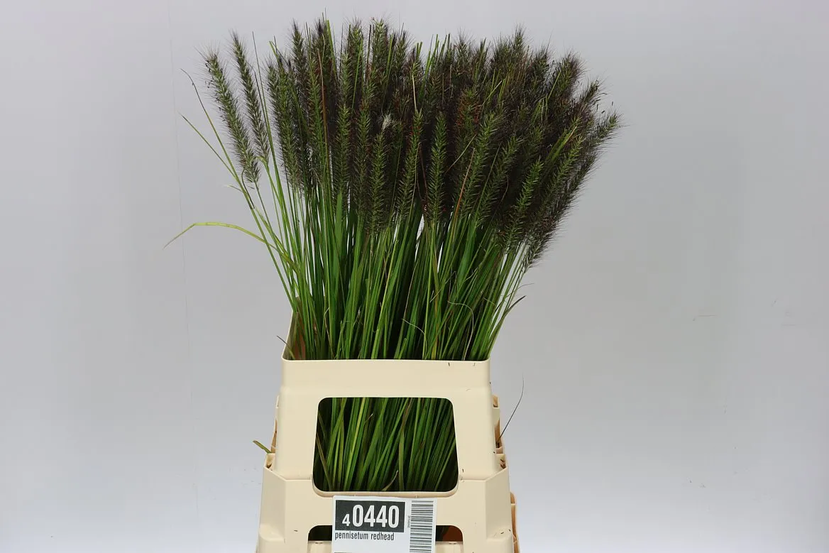 Pennisetum Redhead • 70 cm