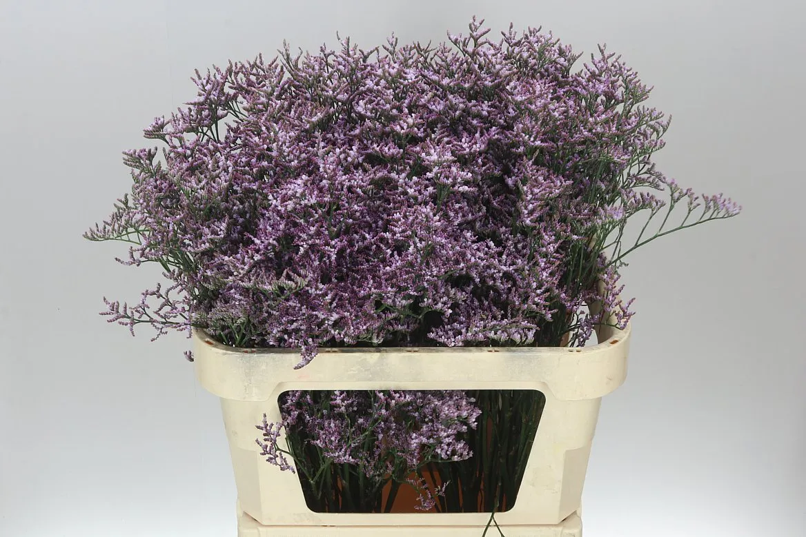 Limónium Saf Lilac • 70 cm