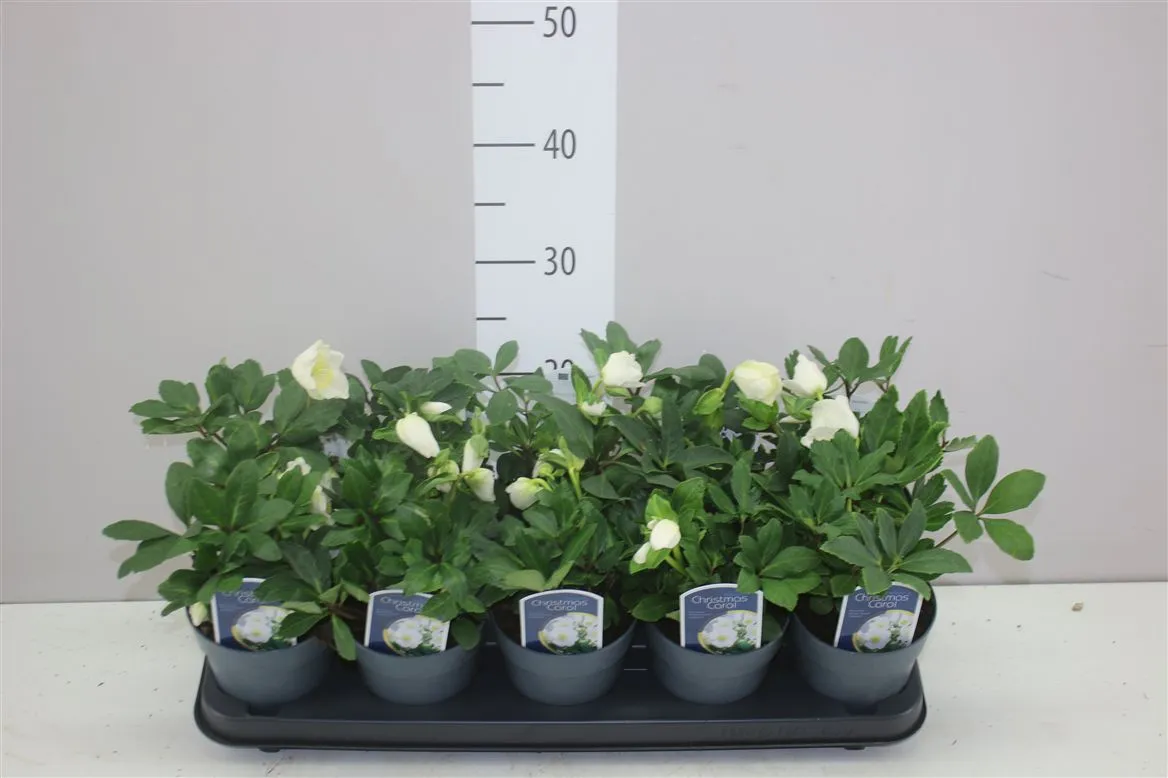 Helleborus N. Christmas Carol Basis • črepník 12 cm