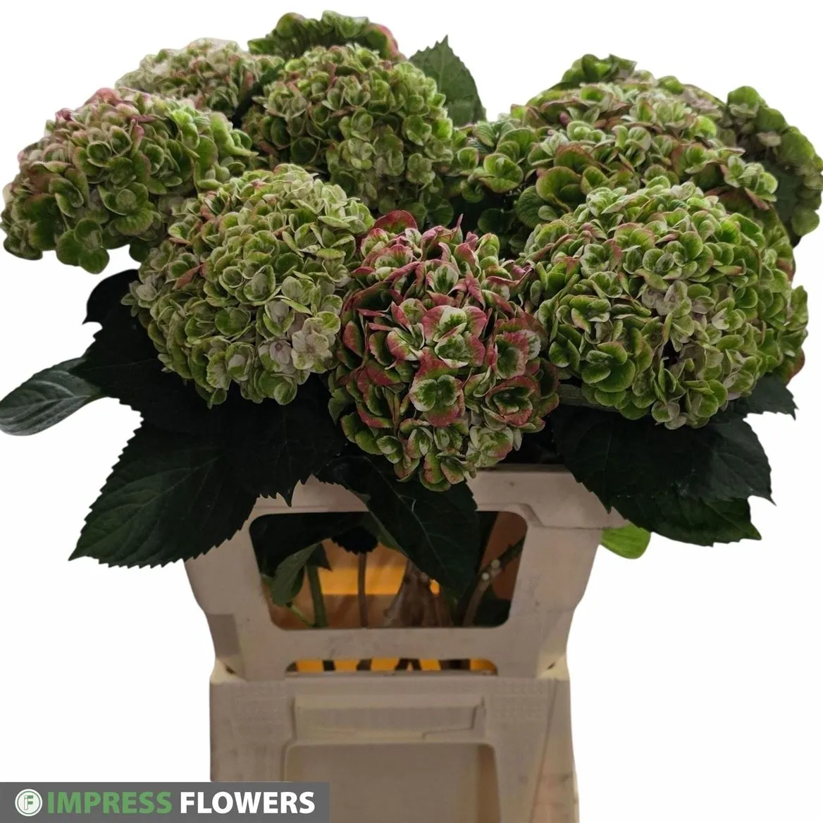 Hortenzia Revolution Classic • 60 cm