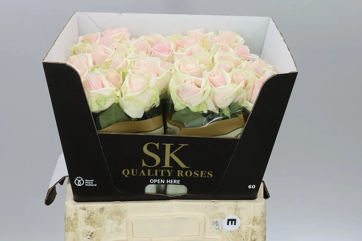 Rosa Gr Lovely Avalanche • 60 cm
