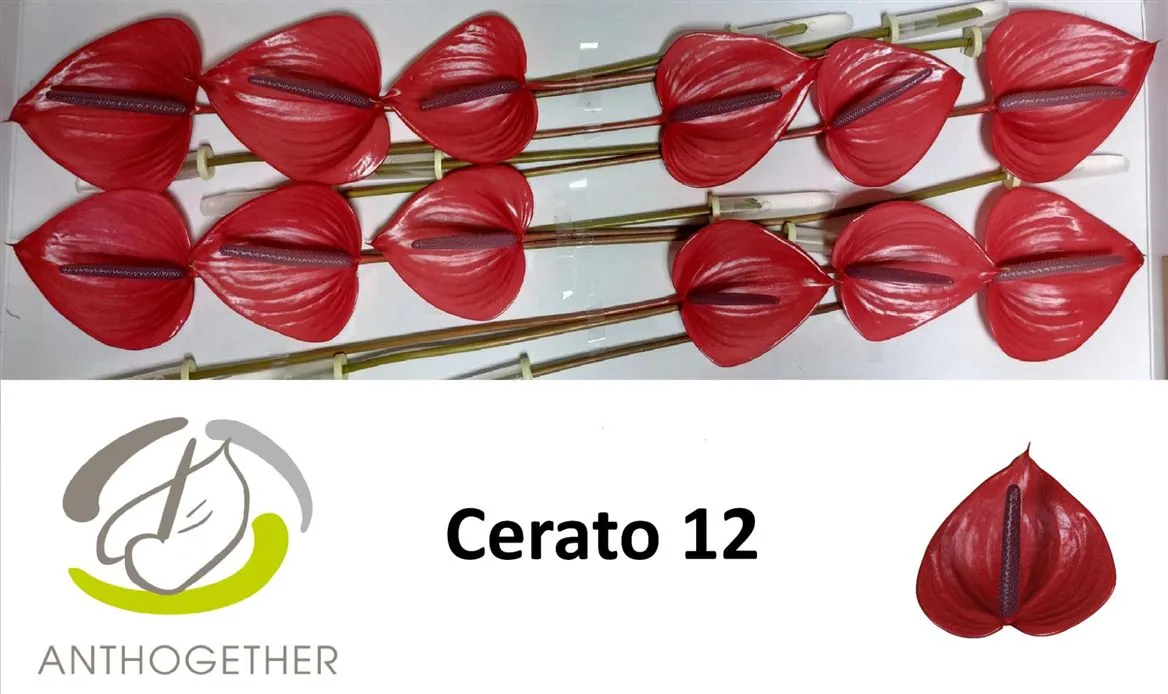 Anth Cerato