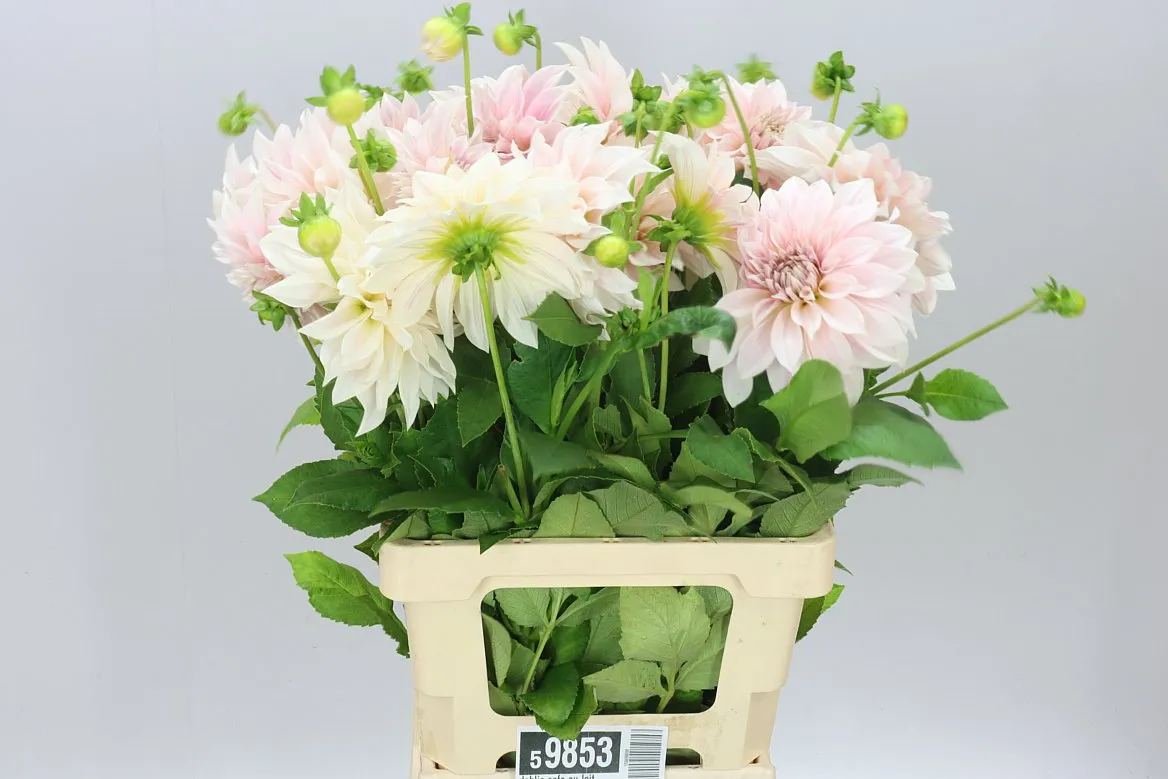 Dahlia Cafe Au Lait A2 • 60 cm