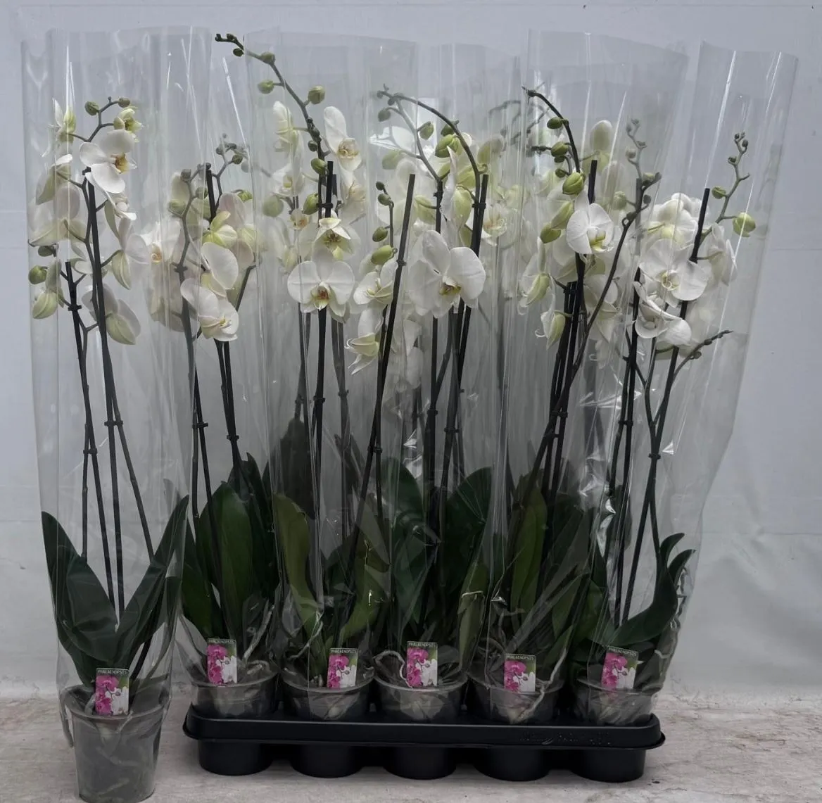 Orchidea Phalaenopsis biela 12+, 2 výhony • črepník 12 cm