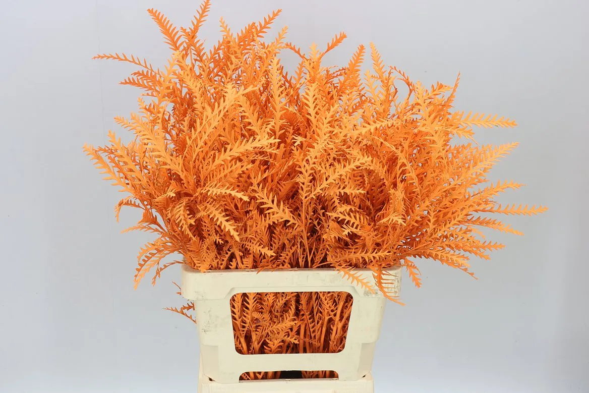 Ivanhoe Orange • 60 cm