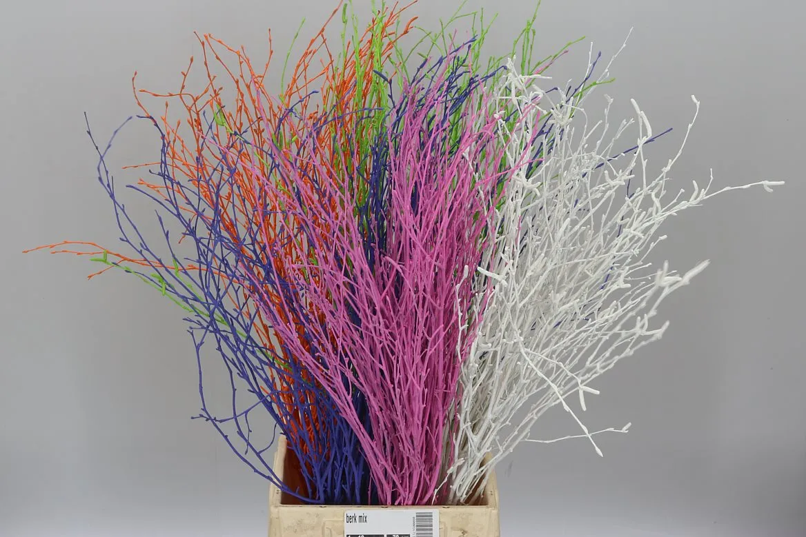 Breza mix • 70 cm