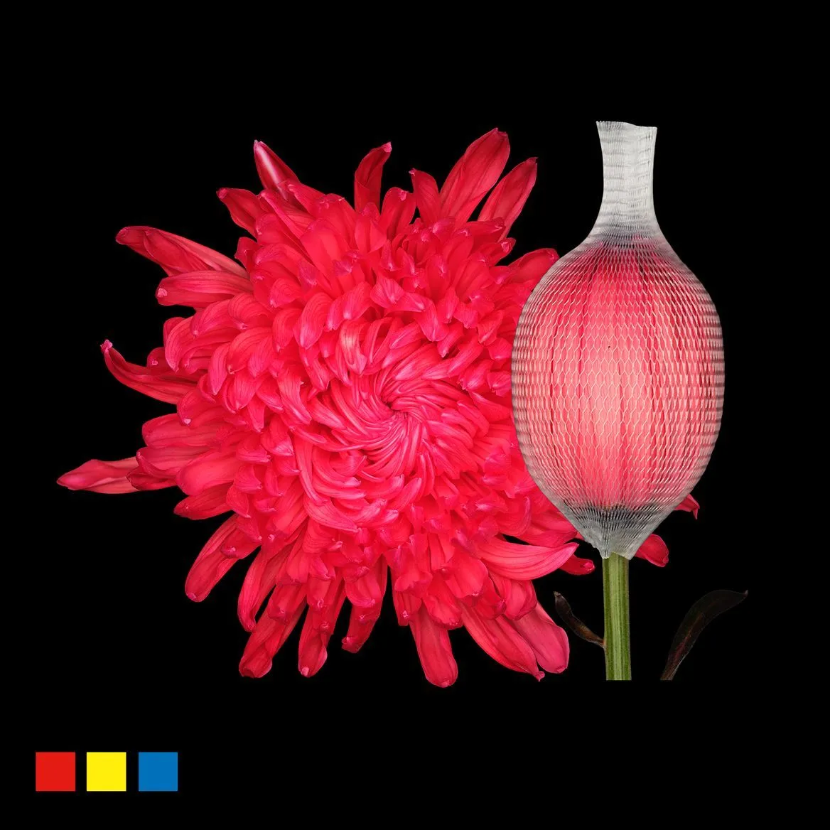Chryzantéma veľkokvetá Stravina Red • 70 cm