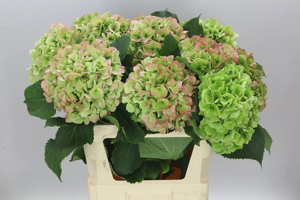 Hortenzia Verena Green Red Classic • 80 cm