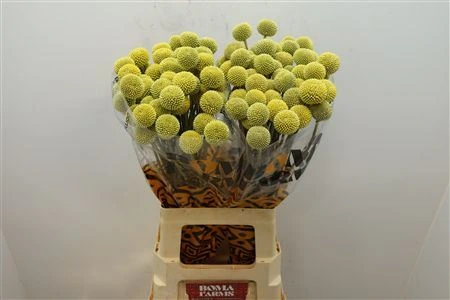 Craspedia • 70 cm
