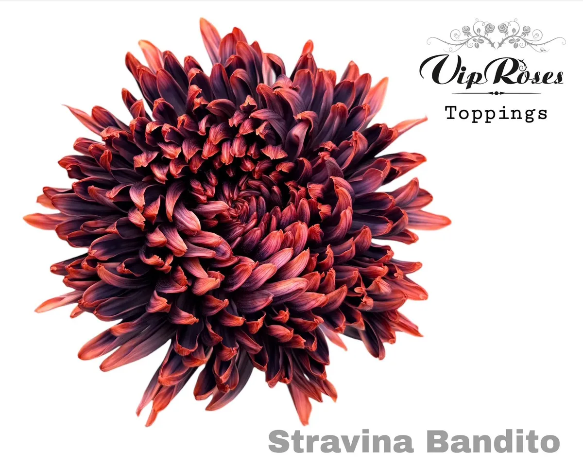 Chryzantéma veľkokvetá Stravina Bandito • 65 cm