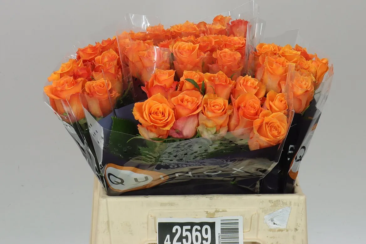 Rosa Gr Twilight • 40 cm