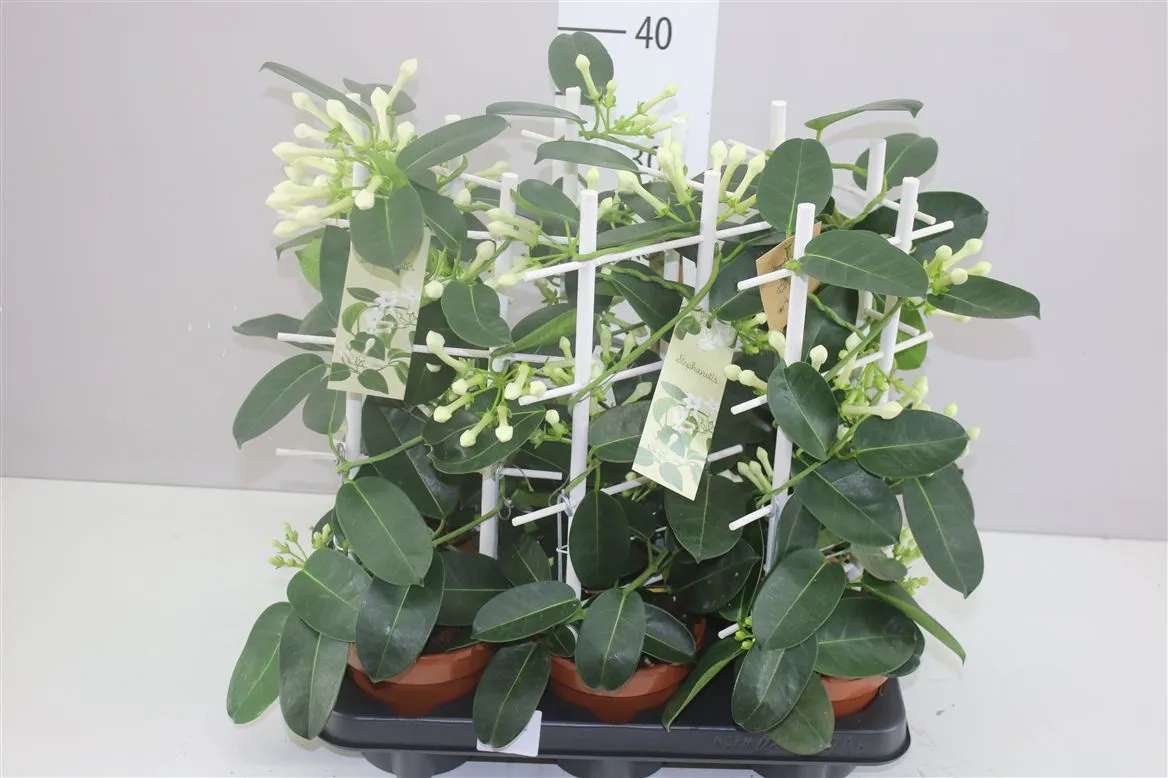 Stephanotis Fleur Parfum Op Rek 6-9 • črepník 12 cm