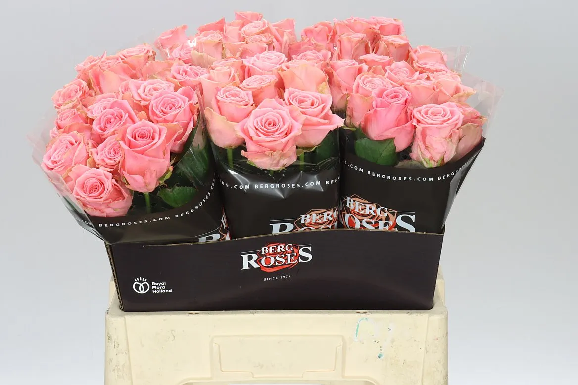 Rosa Gr Sophia Loren • 60 cm