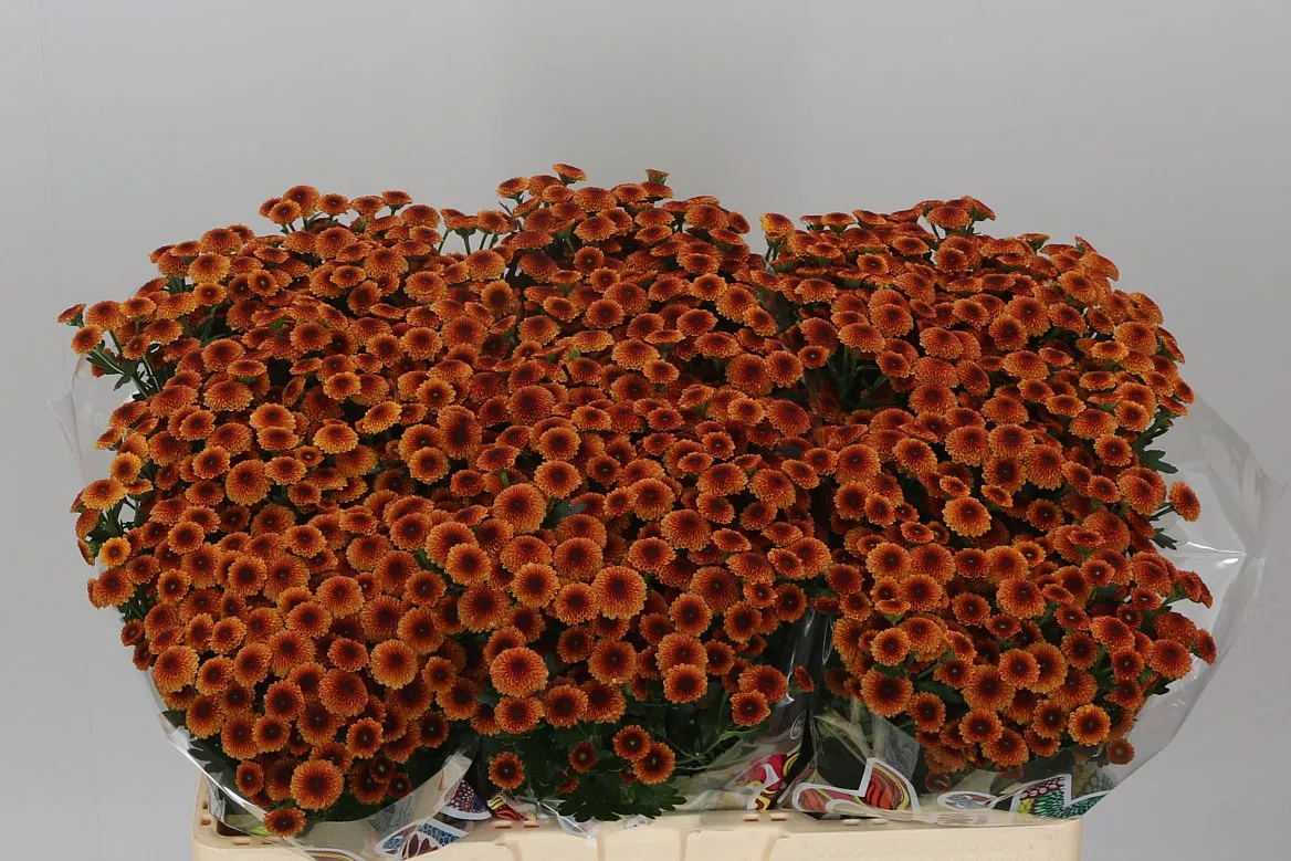 Chryzantéma santini Mad Pomp Orange • 55 cm