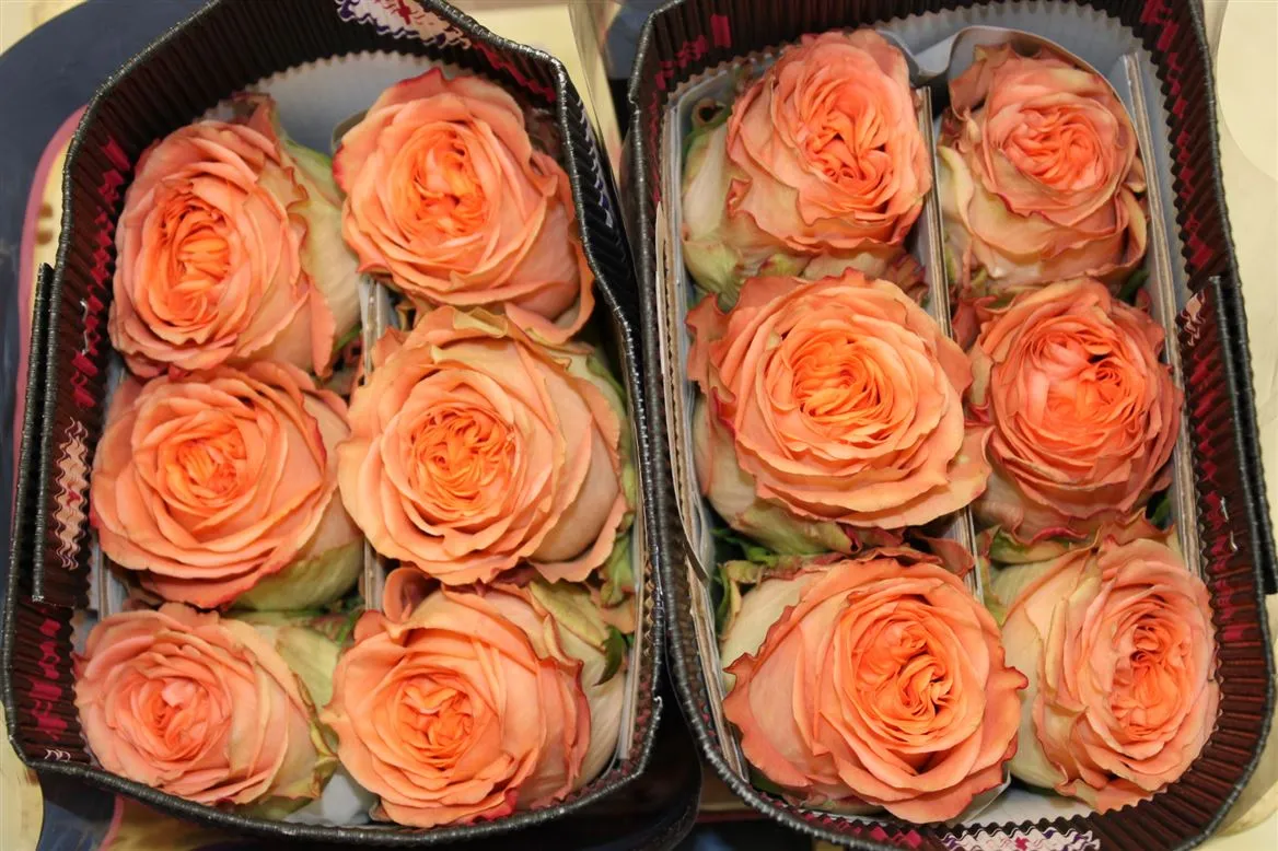 Rosa Gr Ec Country Home • 40 cm