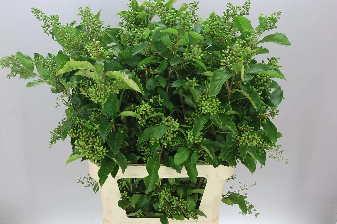 Ligustrum Winter Jewel • 100 cm