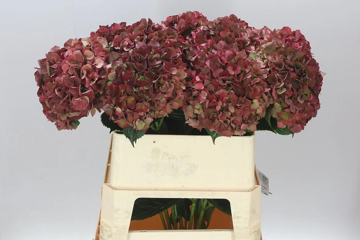 Hortenzia Ruby Pink Classic • 80 cm