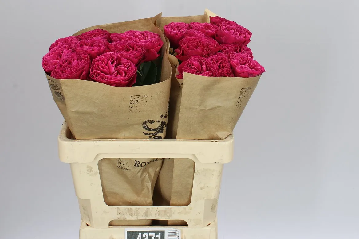 Ruža záhradná Pink & Pretty • 60 cm