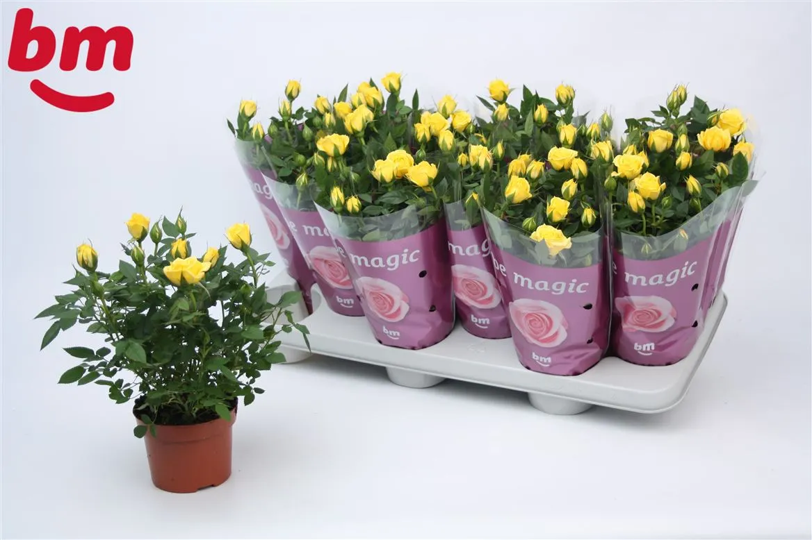 Rosa Jewel Geel A2 • črepník 10,5 cm