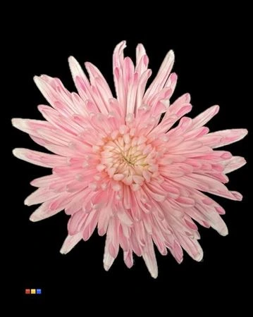 Chryzantéma veľkokvetá Topspin Dusty Pastel Pink • 70 cm