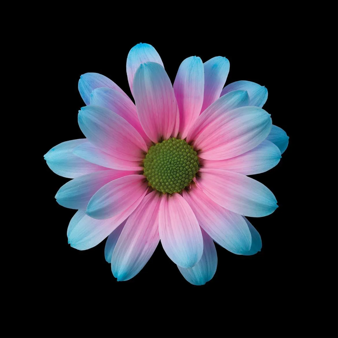 Chryzantéma trsová Kennedy Bubblegum • 70 cm