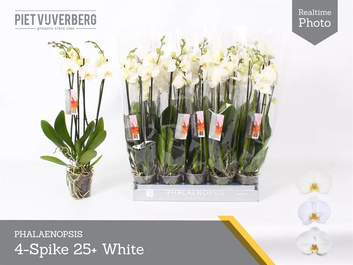 Orchidea Phalaenopsis biela, 4 výhony • črepník 12 cm