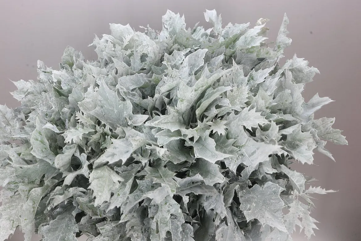 Quercus Painted White • 80 cm