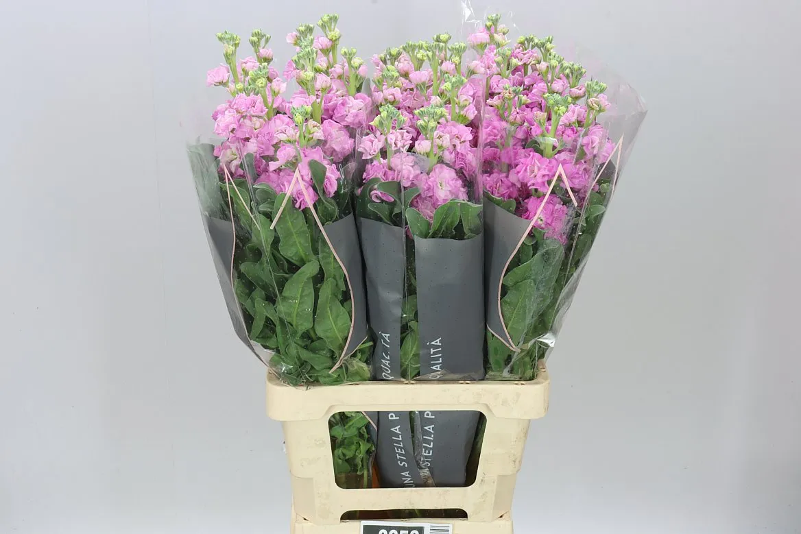 Matthiola Pink It. Imp • 70 cm