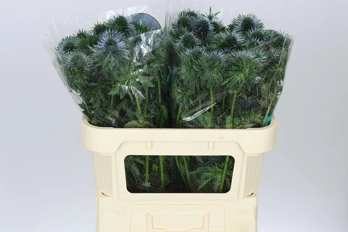 Eryngium Scorpiu Questar • 70 cm