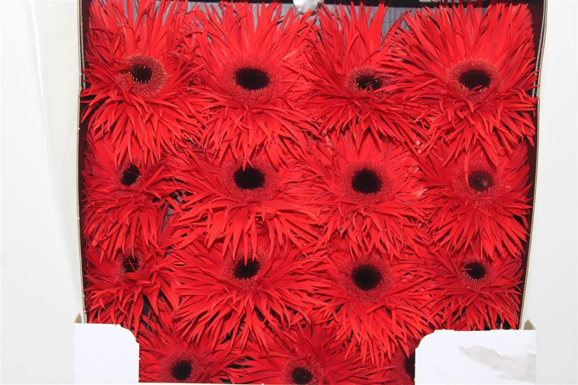 Gerbera Diamond Spider Premiere • 55 cm