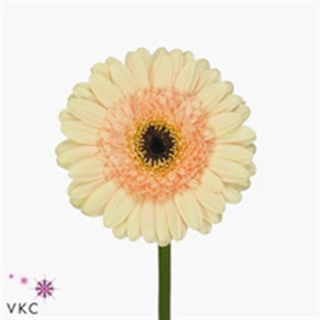 Germini Aqua ostatné Peach X80 • 50 cm