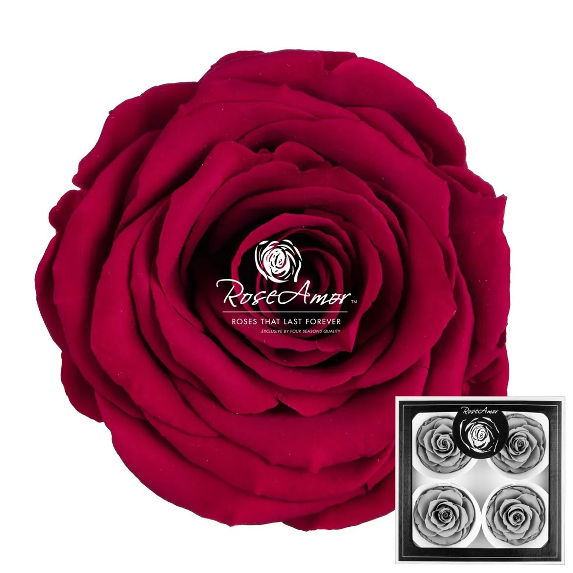 Pres. Bellisima Pin05
