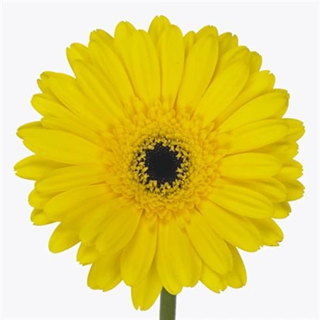 Gerbera Don Leo • 45 cm