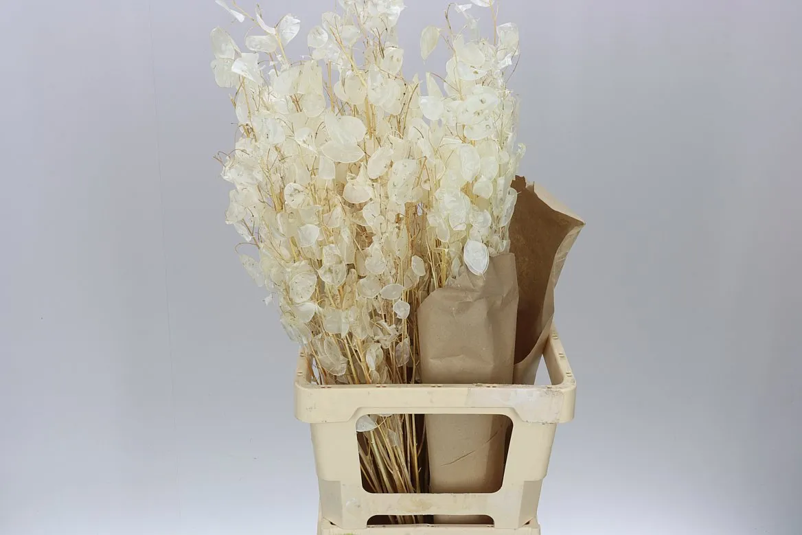Lunaria biela • 70 cm