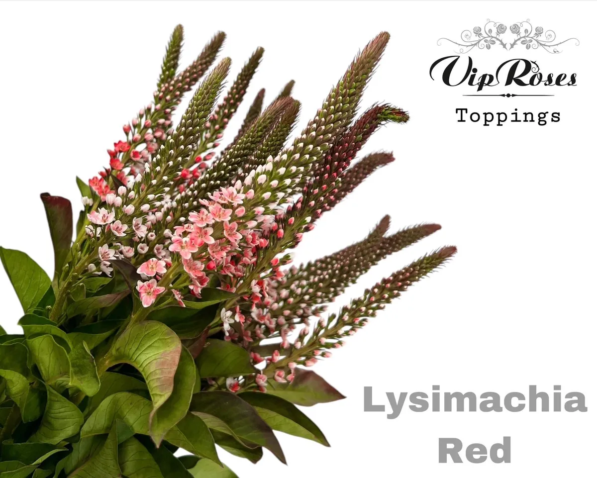 Lysimachia Red • 70 cm
