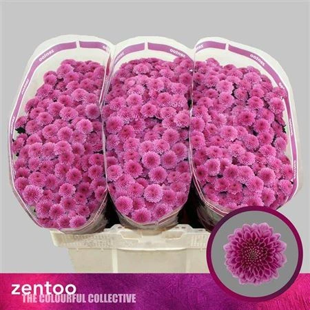 Chryzantéma santini Kismo Pink • 55 cm