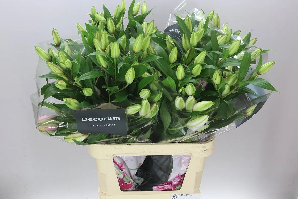 Lil Or Roselily Isabella ( Double ) • 95 cm