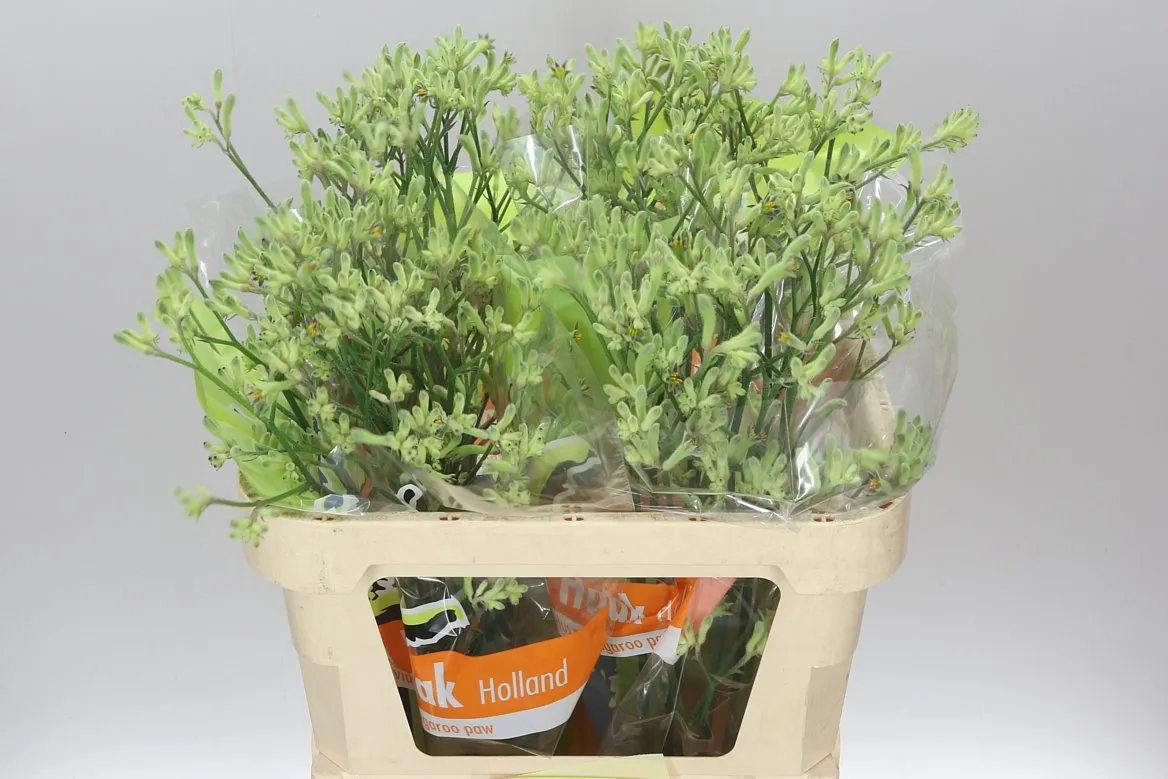 Anigozanthos Green • 80 cm