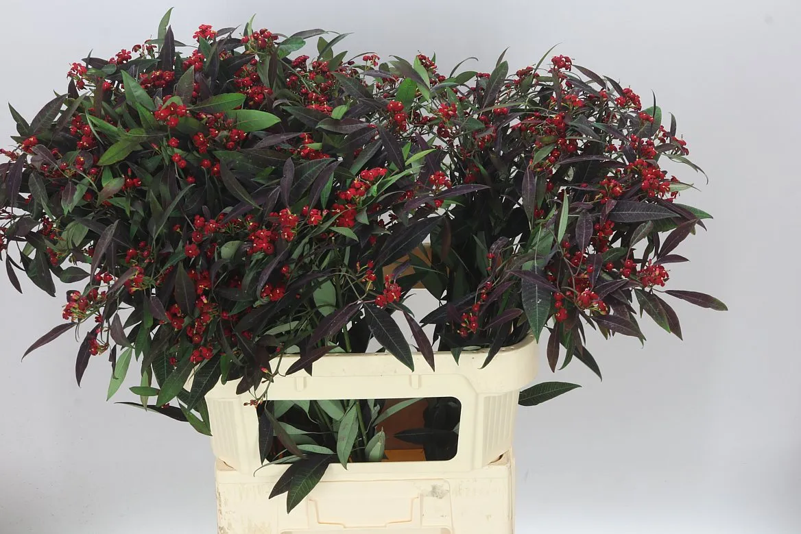 Euphorbia F T Kuttlers Samtrot • 80 cm