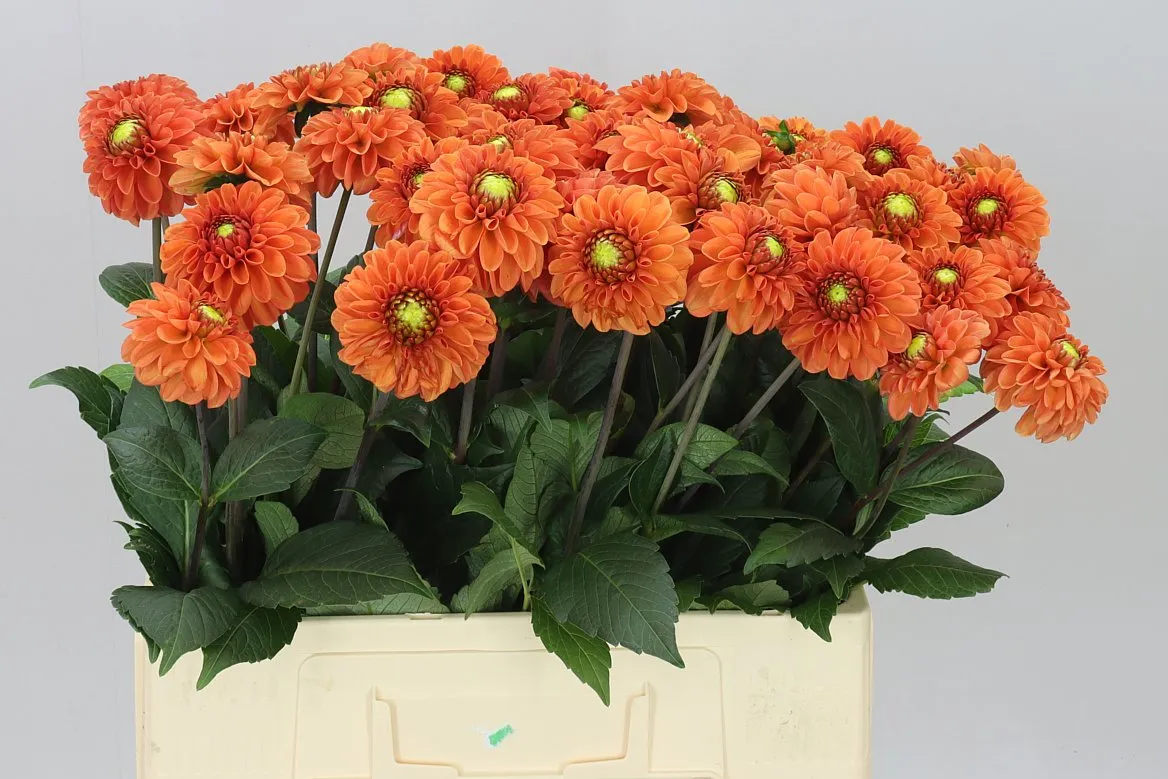 Georgína Bright Orange • 60 cm