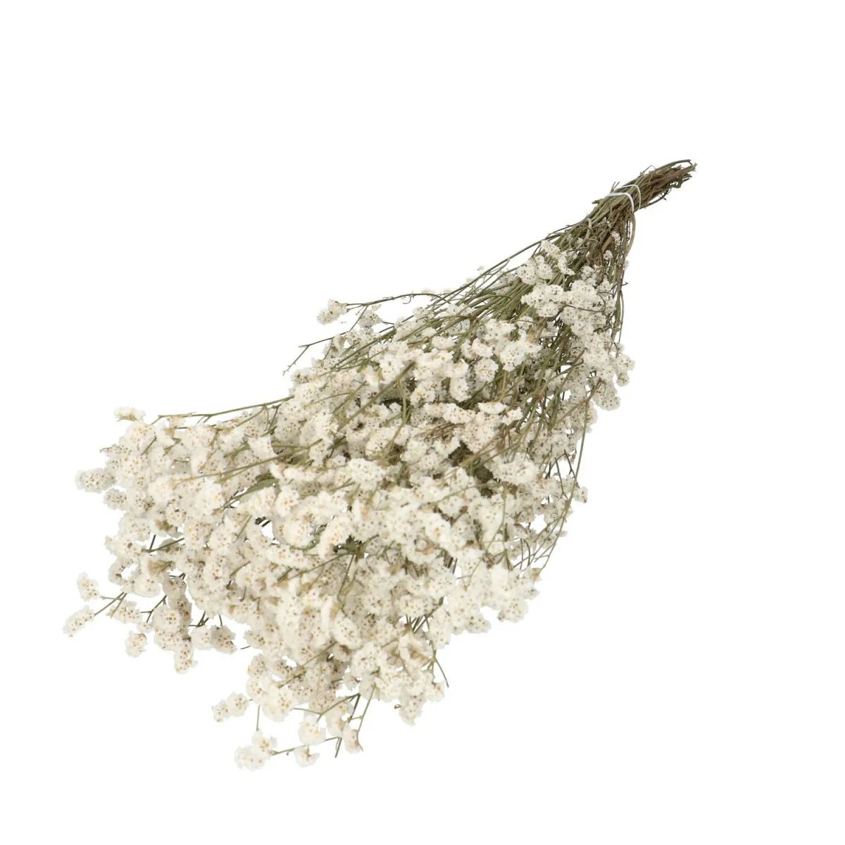 Sušený limónium Diamond biely 70 cm