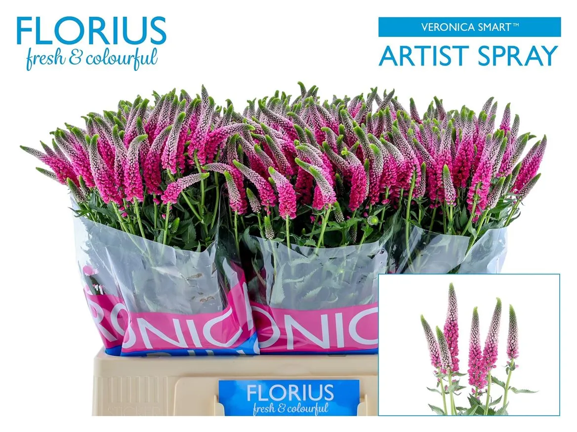 Veronica Spray Artist Pink X 20 • 60 cm