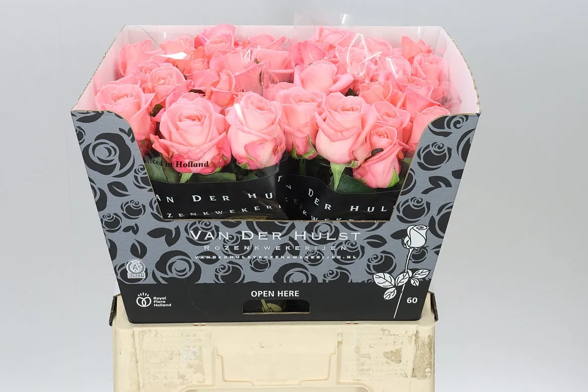 Rosa Gr Big Girl • 60 cm