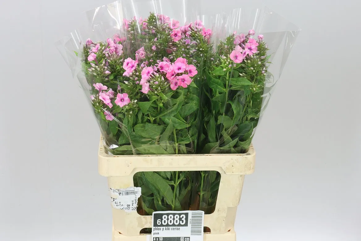 Flox Kiki Cerise Pink • 70 cm