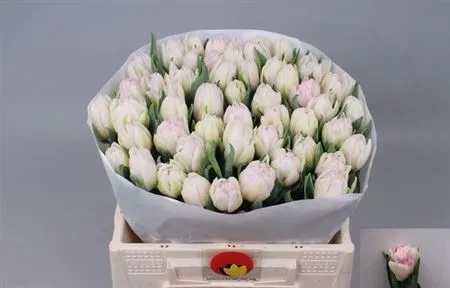 Tulipa Du Foxtrot