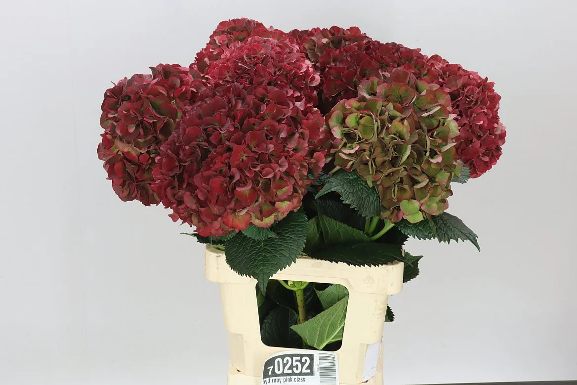 Hortenzia Ruby Pink Classic • 65 cm