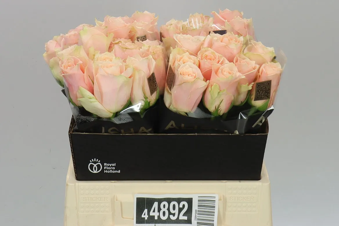 Rosa Gr Harmony Peach • 40 cm