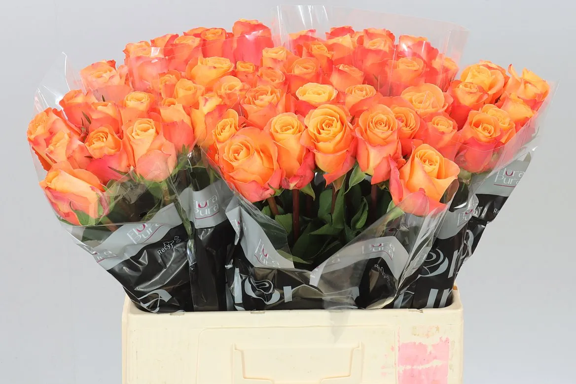 Rosa Gr Satsuma • 60 cm